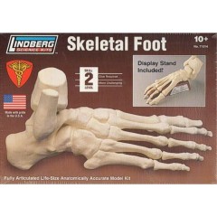 Kit para montar esqueleto de pie