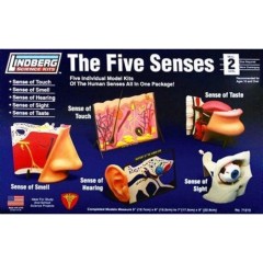 Kit para montar los 5 sentidos