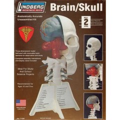 Kit para montar cráneo